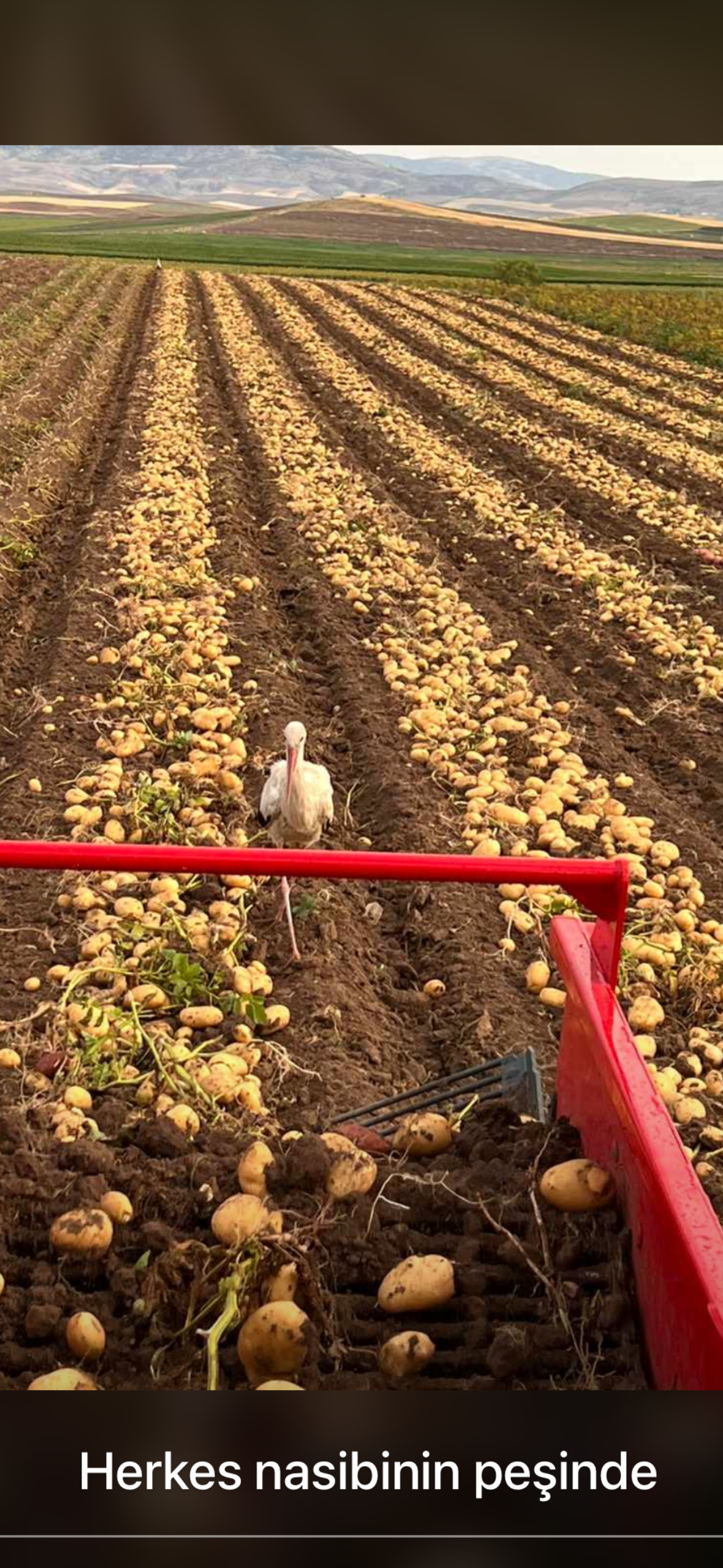 PS2 Kp İki Sıralı Komple Paletli Patates Söküm Makinası